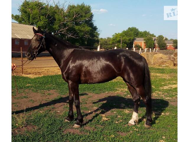 Продаж коней Запорізька область - Фото 12