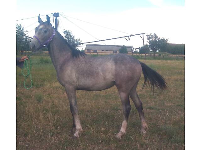 Продаж коней Запорізька область - Фото 7