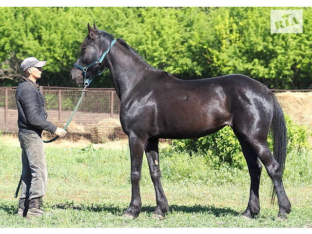 Продаж коней Запорізька область - Фото 8