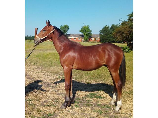 Продаж коней Запорізька область - Фото 9