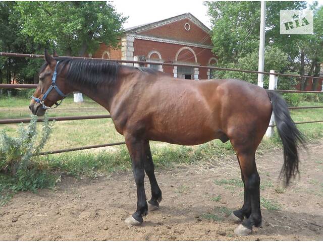 Продаж коней Запорізька область - Фото 10