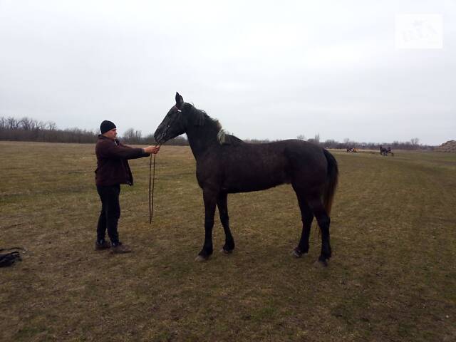 Продаж коней Запорізька область - Фото 11