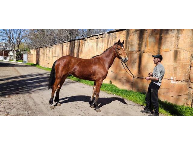 Продаж коней Запорізька область - Фото 13