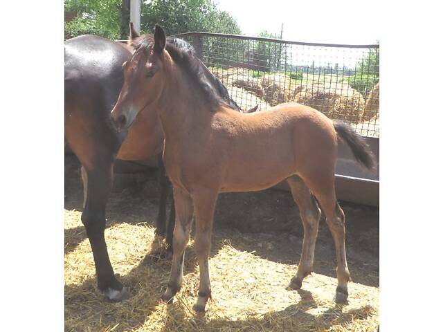 Продаж коней Запорізька область - Фото 14