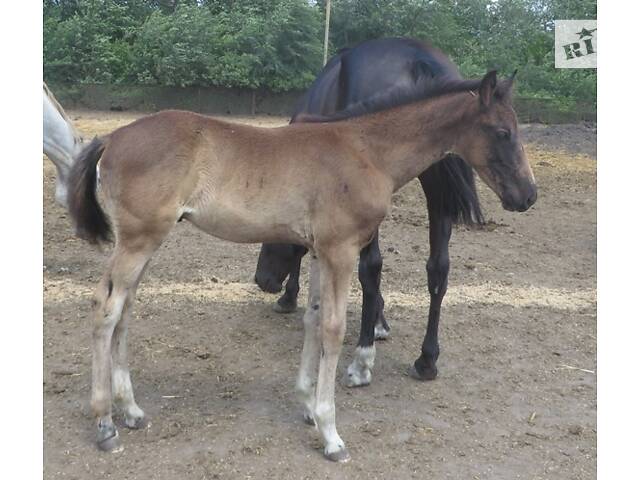 Тек кончасы бар порно видеолар