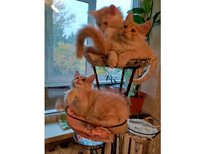 Продажа котят породы Мейн Кун — настоящие маленькие львы в ваш дом!