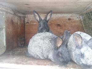 Продаж кроликів (Полтавське срібло)