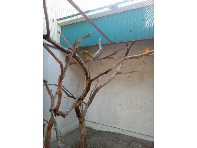 Продаж ожерелових папуг. - Фото 1