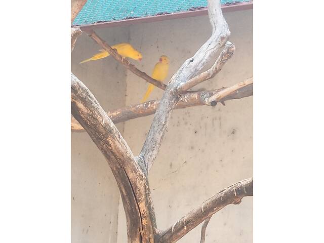 Продаж ожерелових папуг. - Фото 2