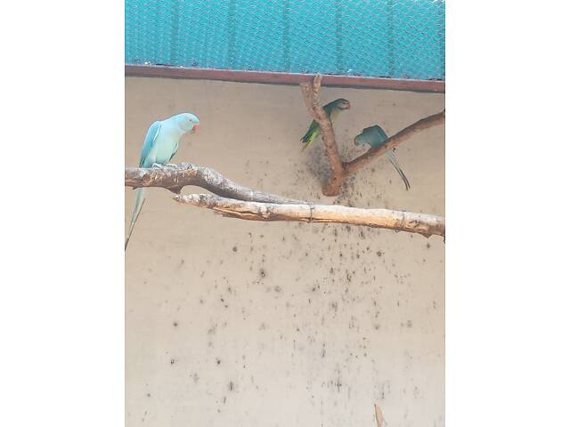 Продаж ожерелових папуг. - Фото 3