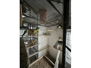 Продаж ожерелових папуг