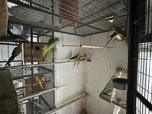 Продаж ожерелових папуг.