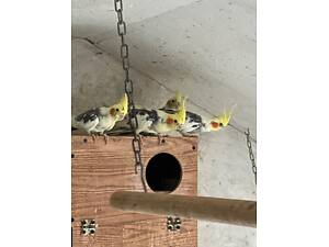 Продаж папуг корел