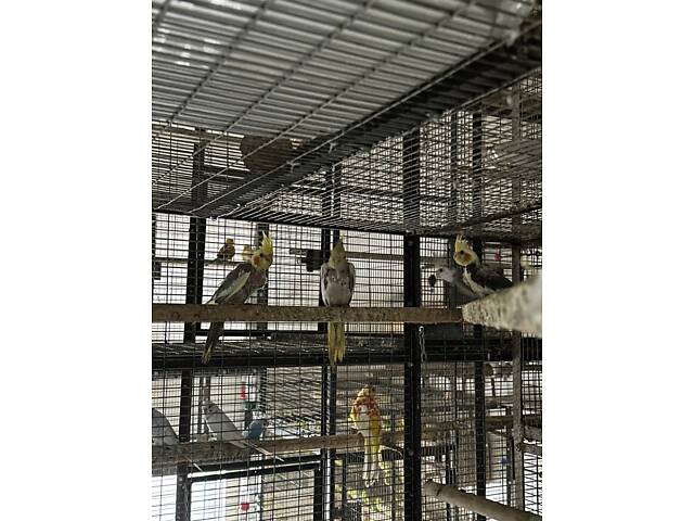 Продаж папуг корел - Фото 3