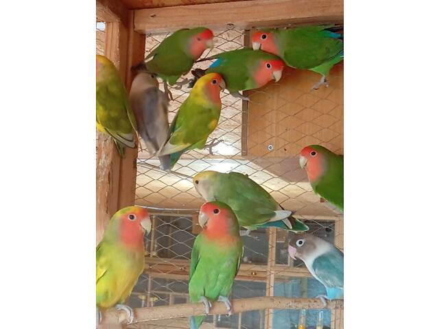Продаж папуг - Фото 1