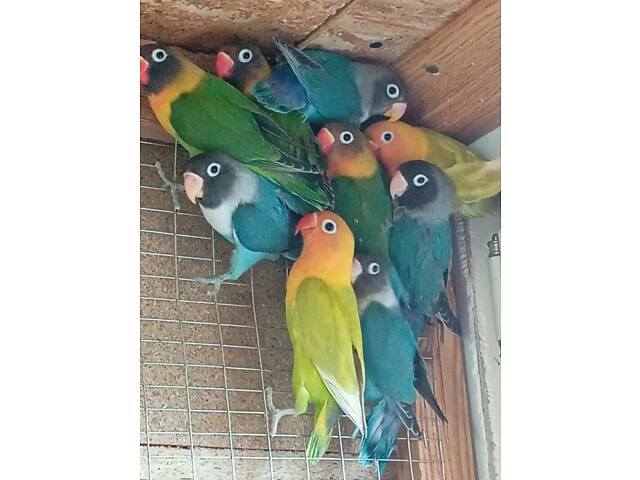 Продаж папуг - Фото 2