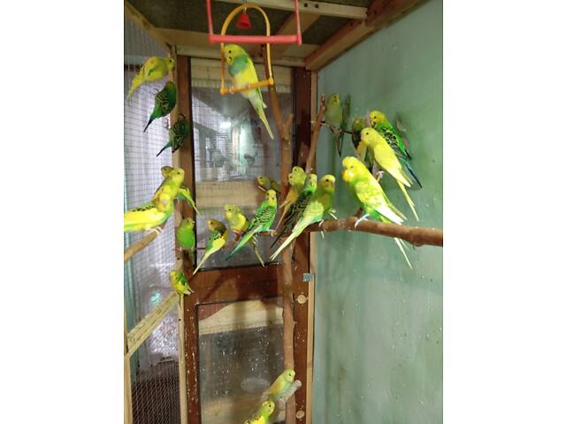 Продаж папуг - Фото 3