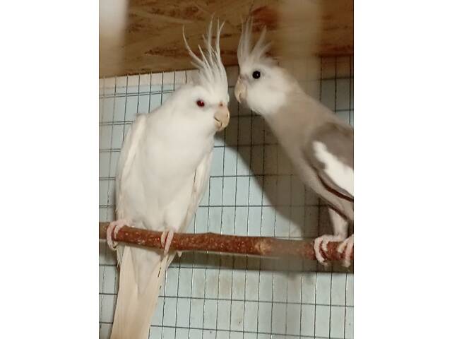 Продаж папуг - Фото 4