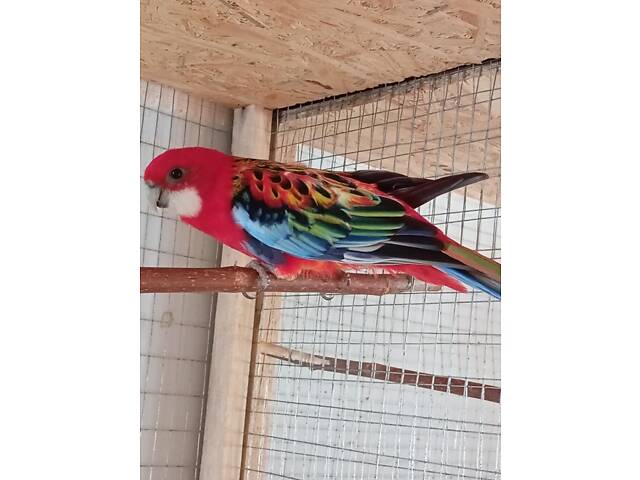 Продаж папуг - Фото 5