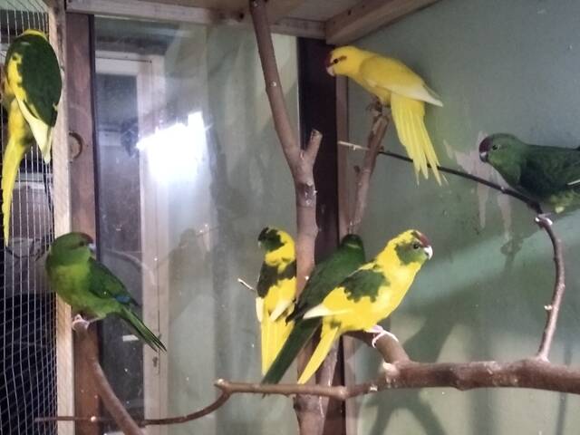 Продаж папуг - Фото 6