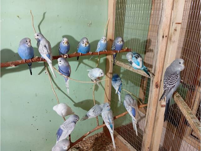 Продаж папуг - Фото 7