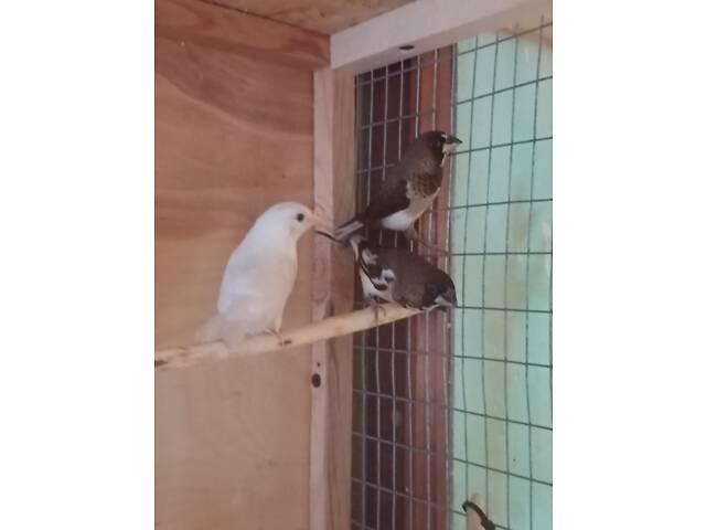 Продаж папуг - Фото 8