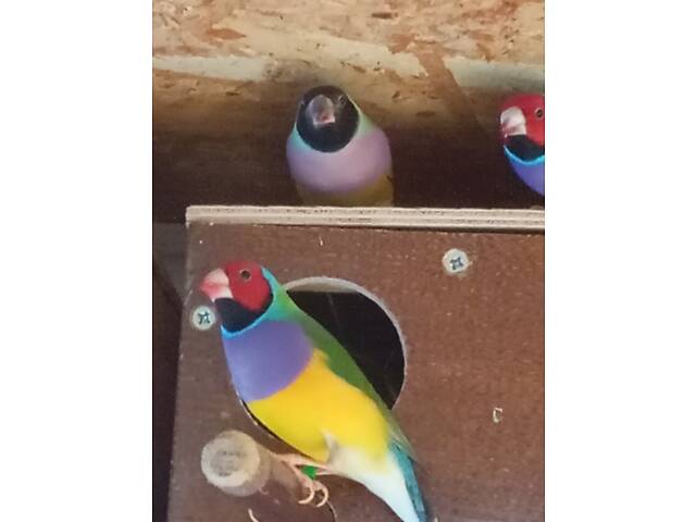 Продаж папуг - Фото 9