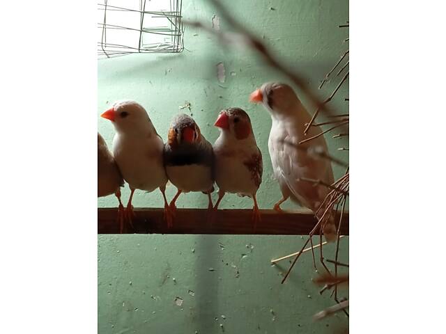 Продаж папуг - Фото 10