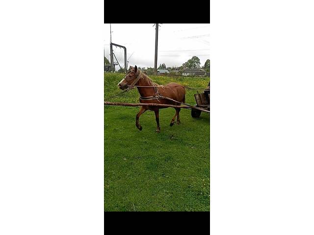 Продажа породистого рабочего коня - Фото 2