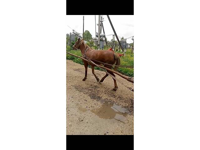 Продажа породистого рабочего коня - Фото 3