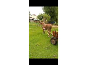 Продажа породистого рабочего коня