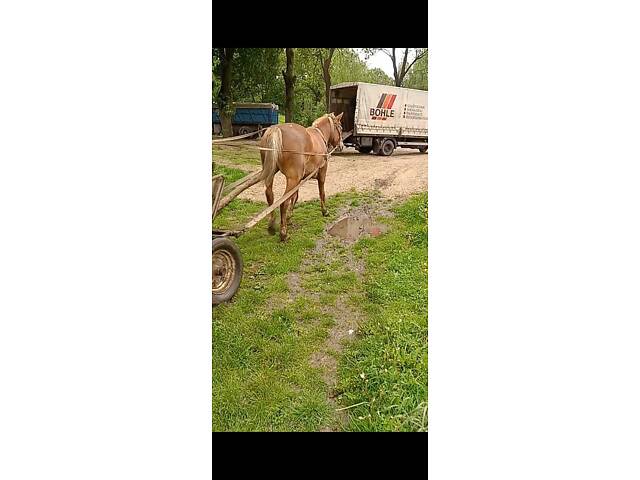 Продажа породистого рабочего коня - Фото 4