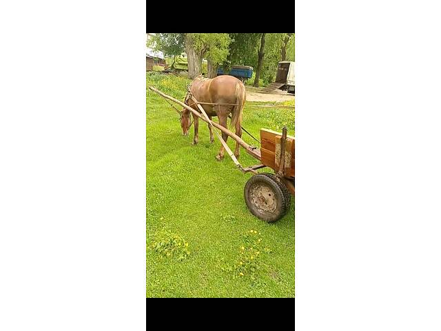 Продажа породистого рабочего коня - Фото 5