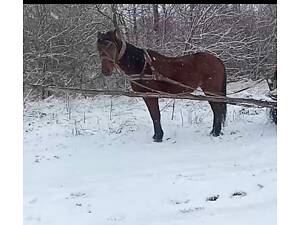 Продаж робочого коня