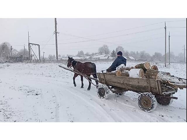 Продаж робочого коня - Фото 2