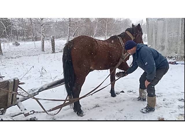 Продаж робочого коня - Фото 3