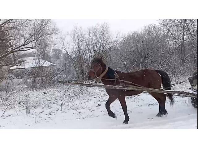 Продаж робочого коня - Фото 4