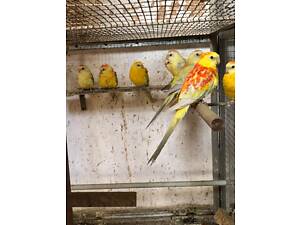 Продаж співучих папуг