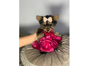 Продажа щенков Йоркширский терьер - мальчики и девочки.