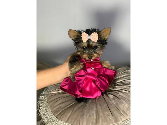 Продажа щенков Йоркширский терьер - мальчики и девочки. - Фото 1