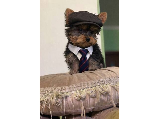 Продажа щенков Йоркширский терьер - мальчики и девочки. - Фото 2