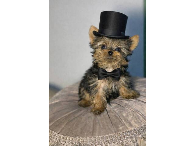 Продажа щенков Йоркширский терьер - мальчики и девочки. - Фото 5