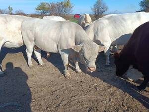 Продаж великої рогатої худоби