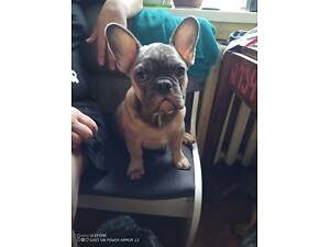 Продаж цуценят.