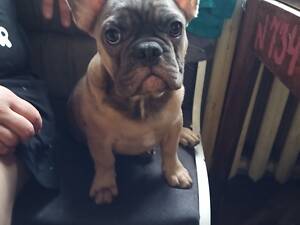 Продаж цуценят.