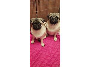 Продаж цуценят дівчинки мопс