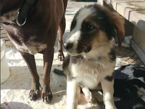 Продам 2-х цуценят 500$ (говядина/каші/сухий преміум корм).