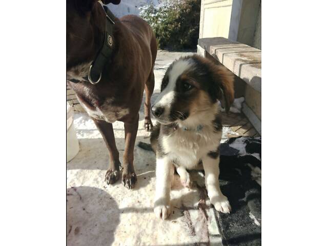 Продам 2-х щеночков 500$ (кормешка говядина/каши/сухой премиум корм) - Фото 1