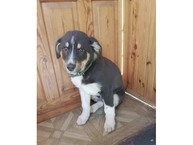 Продам 2-х щеночков 500$ (кормешка говядина/каши/сухой премиум корм) - Фото 3