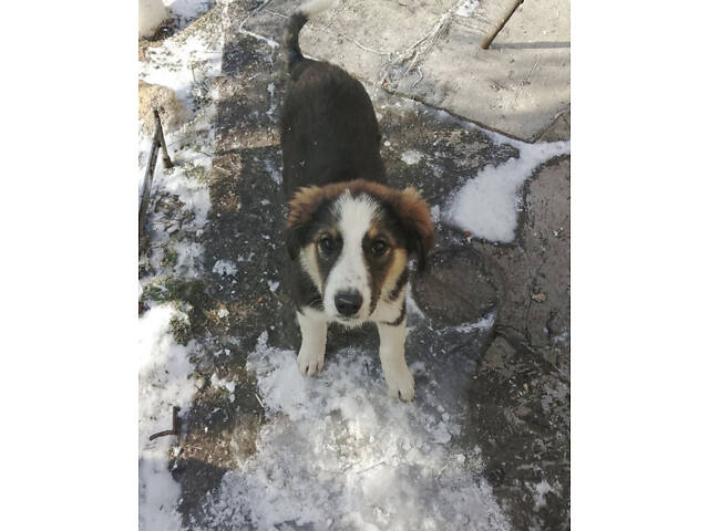 Продам 2-х щеночков 500$ (кормешка говядина/каши/сухой премиум корм) - Фото 4